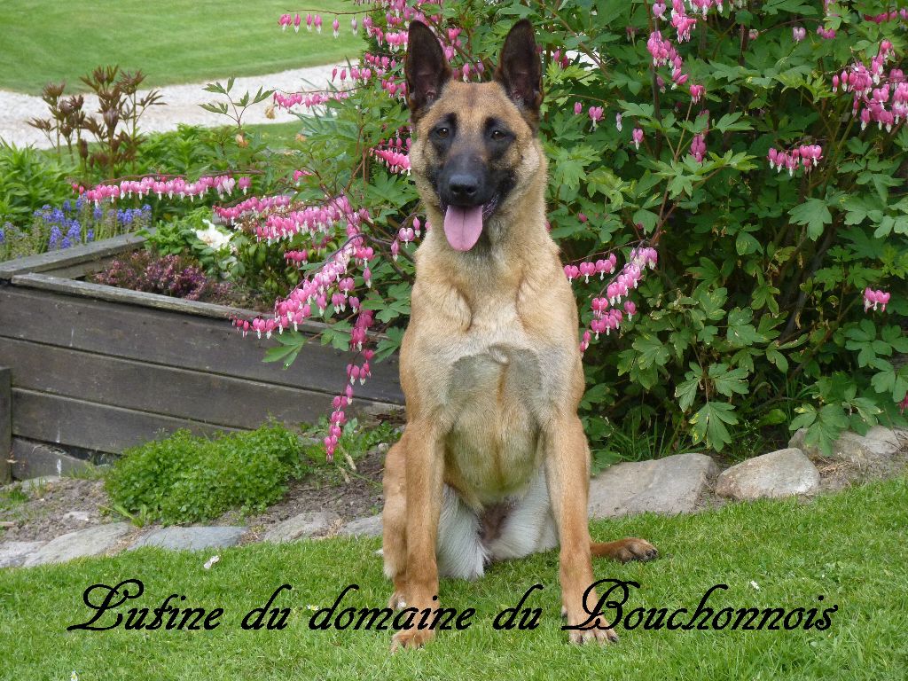 Lutine du domaine du bouchonnois