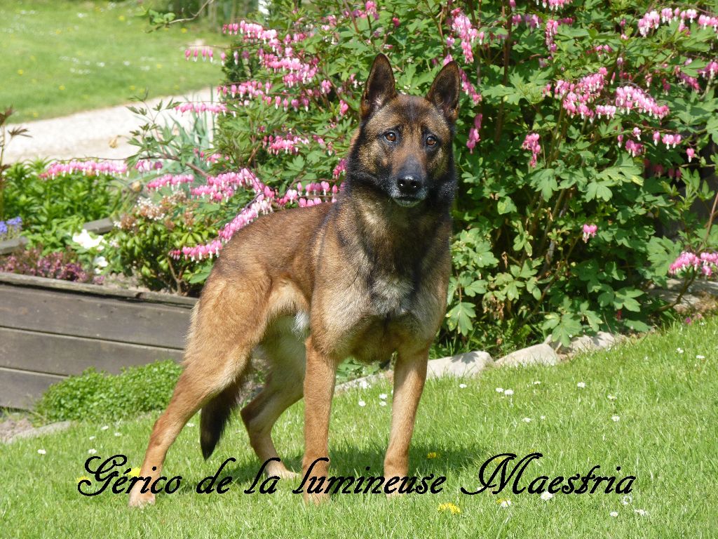 Gérico de la lumineuse Maestria