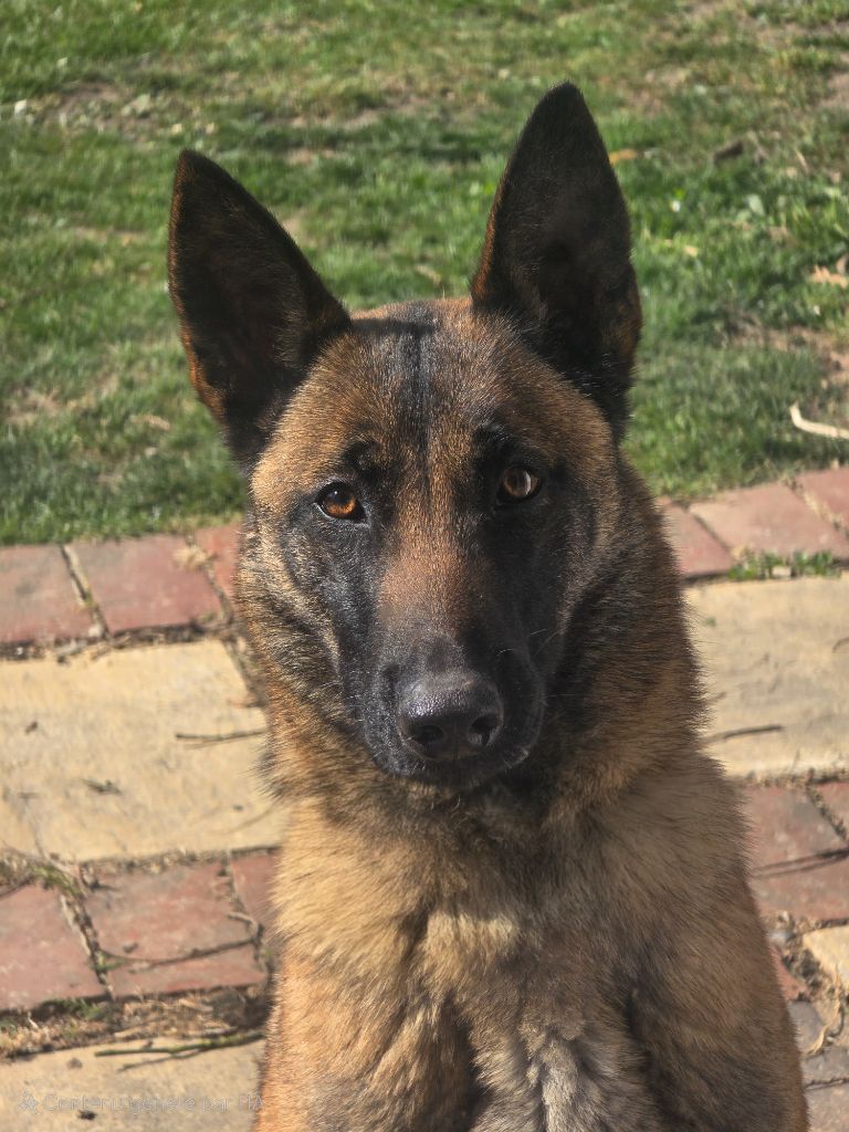 Skhyline Des Gardiens De Nivia