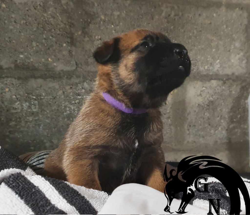 Chiots Link x Ninja