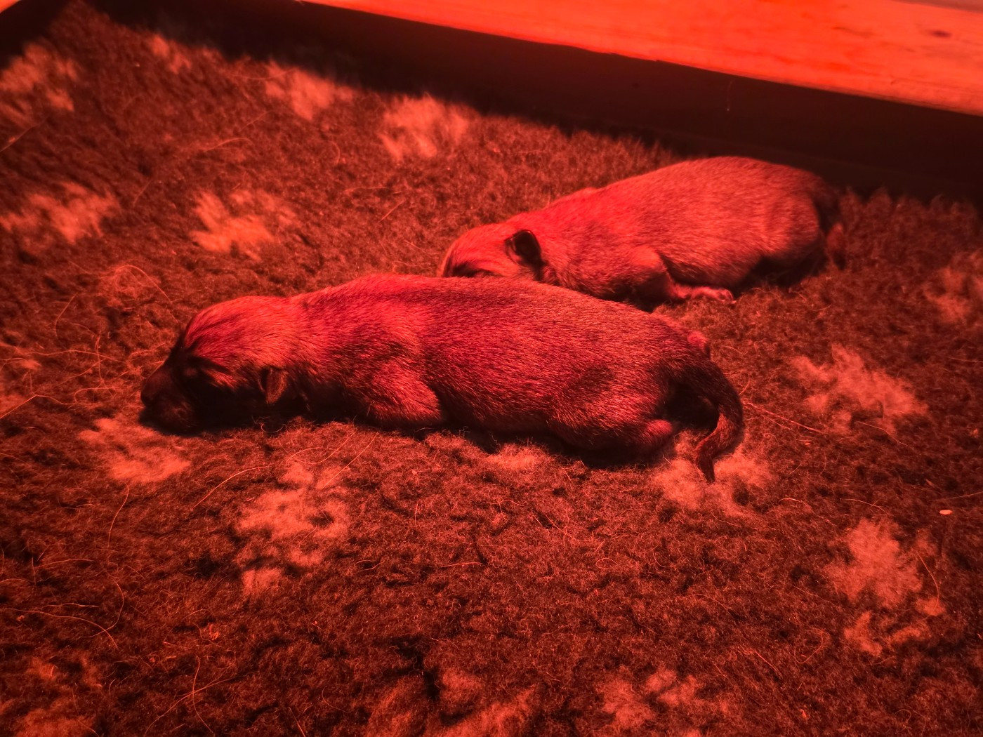 Chiot Berger Belge Des Gardiens De Nivia