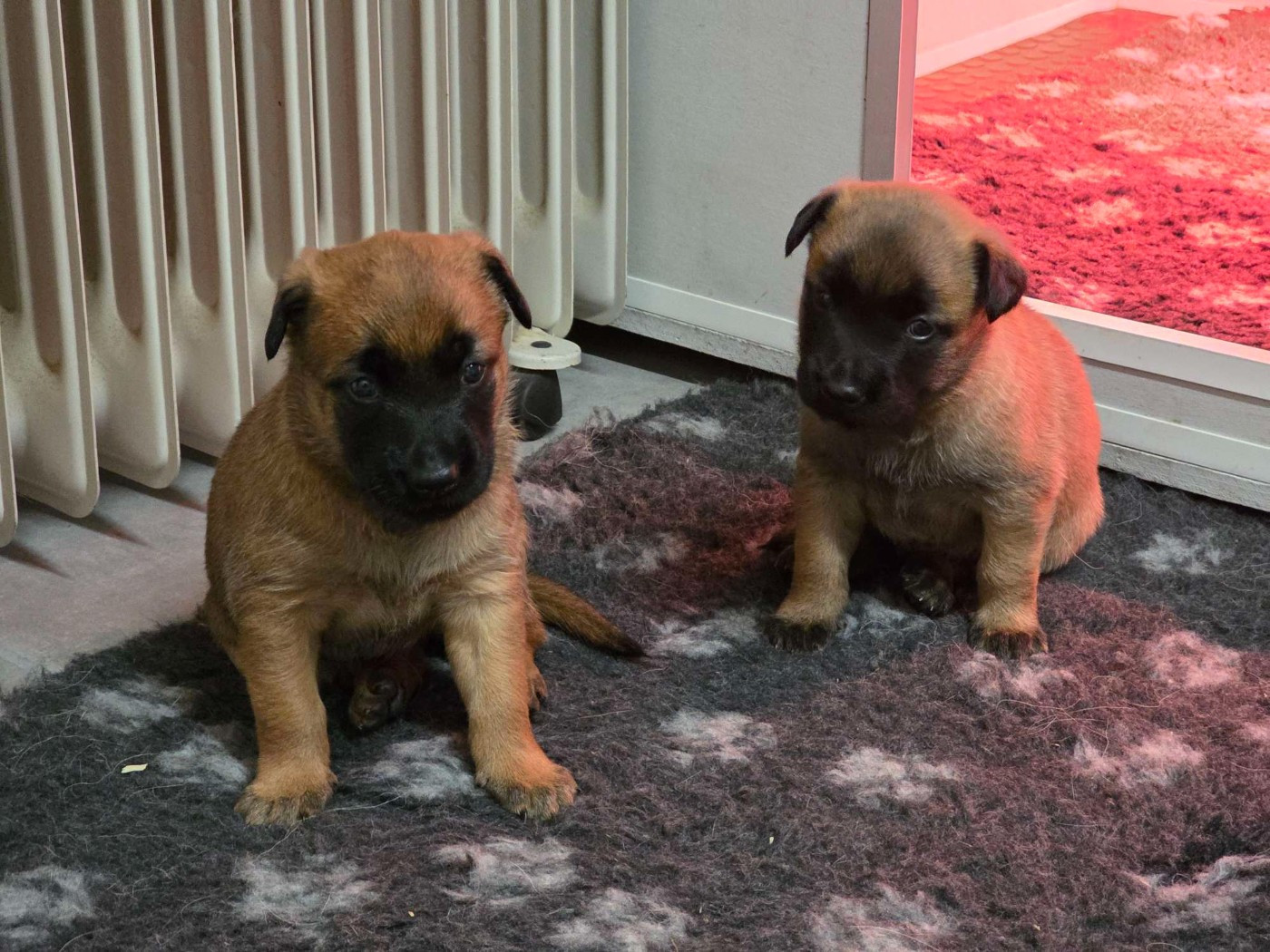 Des Gardiens De Nivia - Chiots disponibles - Berger Belge